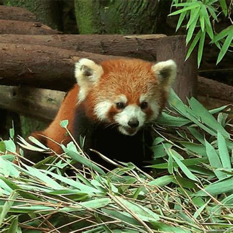 red panda gif|cute red panda gif.